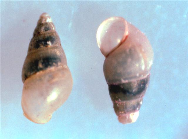 Salenthydrobia ferrerii   T.Wilke, 2003